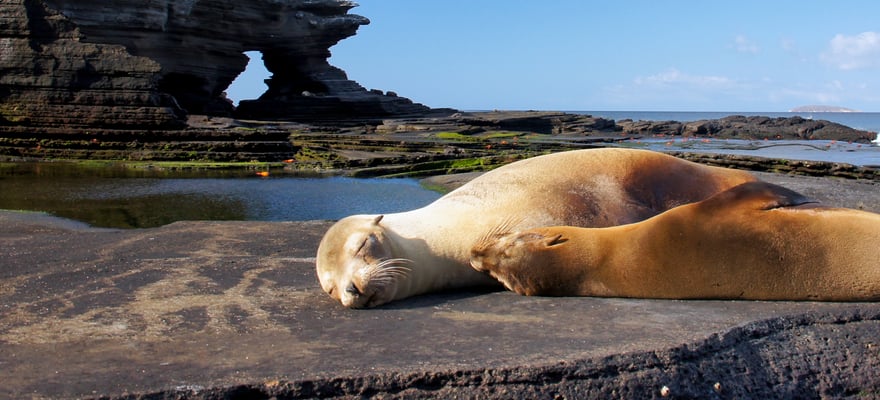 The BEST Santiago Island, Galapagos Islands Tours and Things to Do in ...