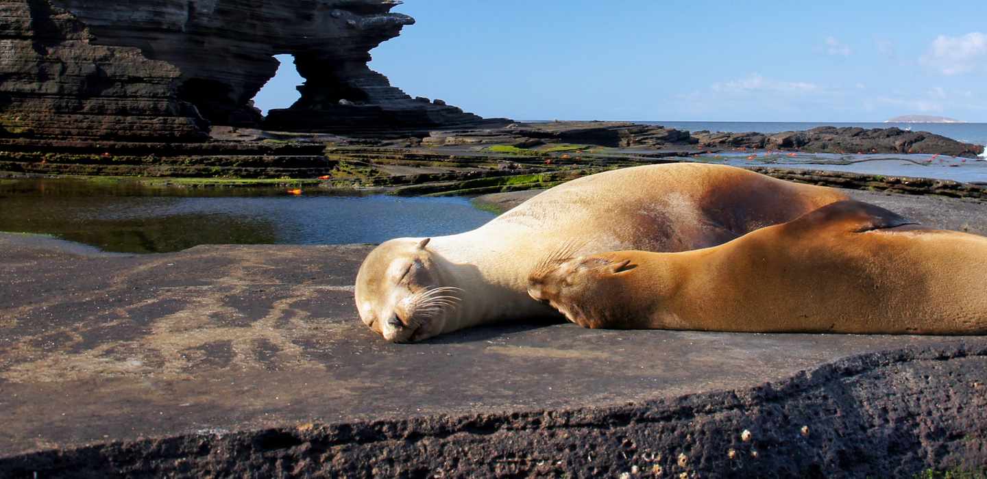 Île de Santiago, Îles Galapagos : Plongée palmes et tuba - le MEILLEUR ...