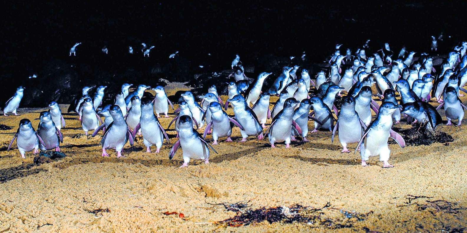 Penguin Parade, Phillip Island - Book Tickets & Tours | GetYourGuide