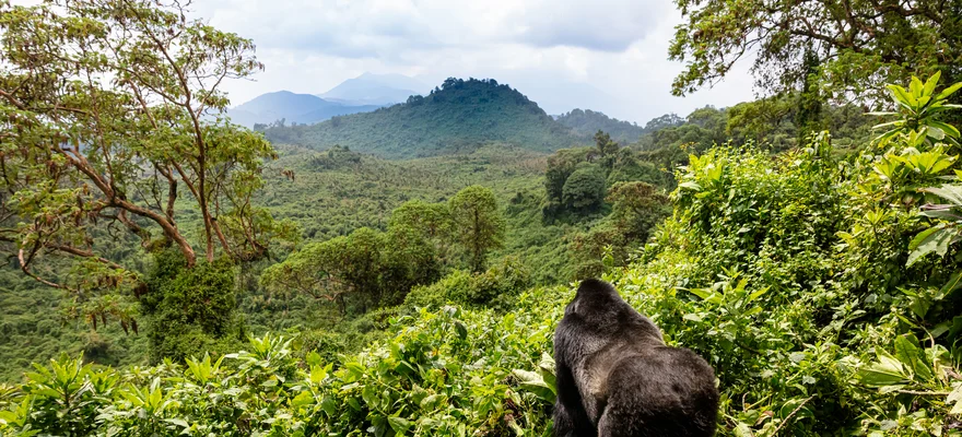 Volcanoes National Park, Rwanda