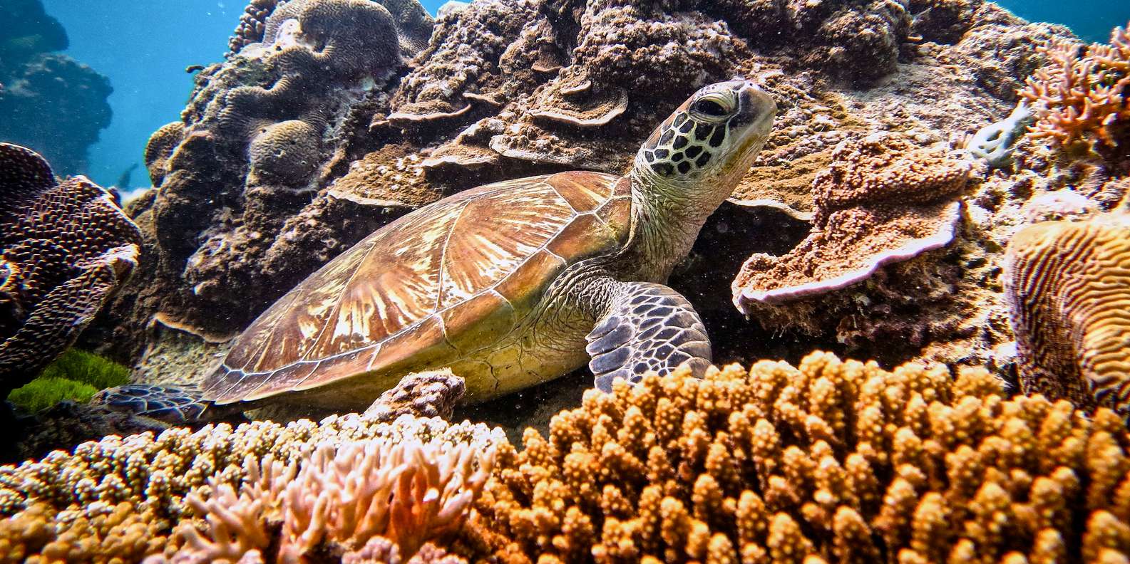 B Sta Sev Rdheterna Och Saker Att G Ra I Southern Great Barrier Reef Queensland Gratis