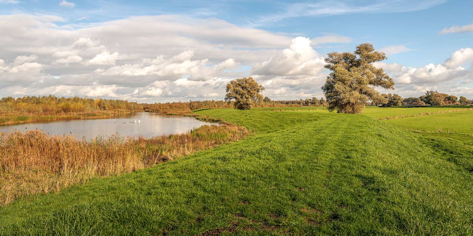 Nationalpark De Biesbosch Les Meilleures Activit S Que Faire En