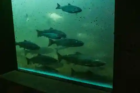 8. Ballard Locks Fischtreppe, Seattle
