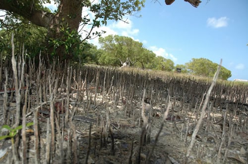 Malindi