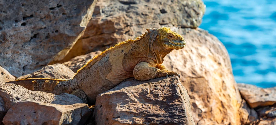 Isola di Santa Fe, Isole Galapagos