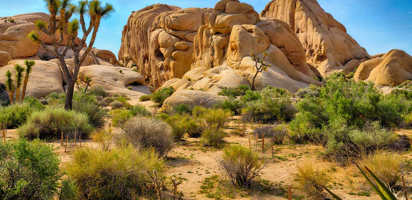 Mojave National Preserve : Sorties en quad et véhicule tout-terrain ...