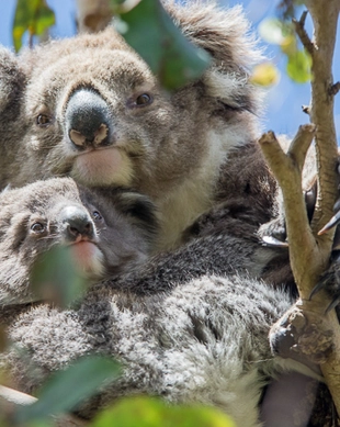 Koala Conservation Reserve