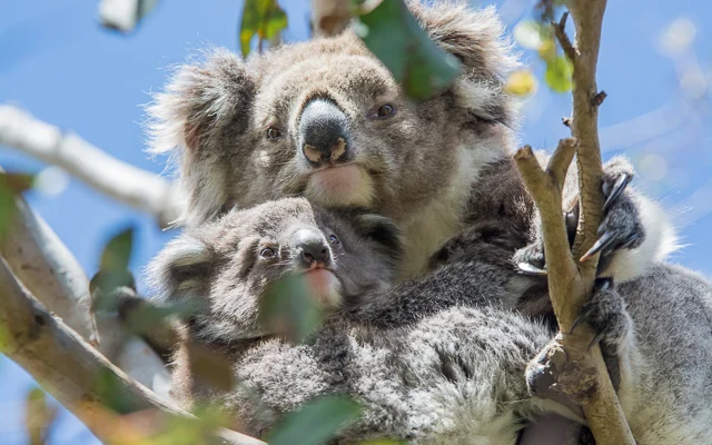 Koala Conservation Reserve