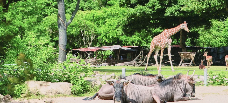 Köpenhamns zoo