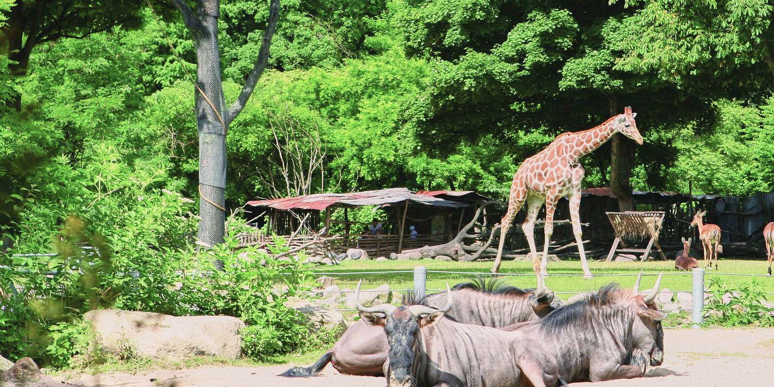 Copenhagen Zoo, Copenhagen - Book Tickets & Tours | GetYourGuide