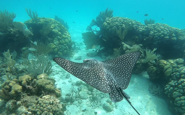 Stingray City, George Town