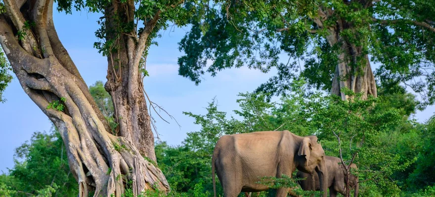 Nationaal Park Udawalawe