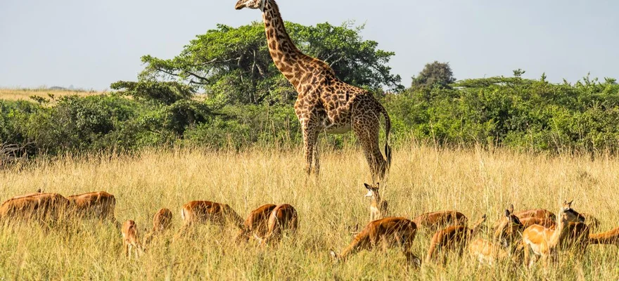 Nyerere National Park