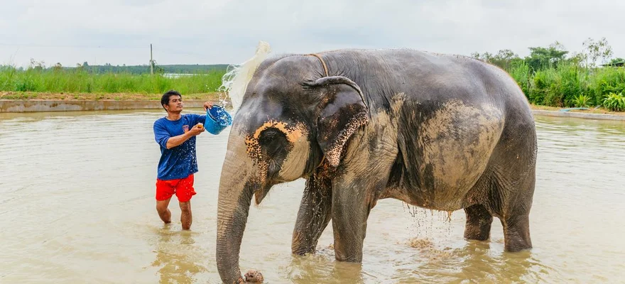 Elefánt dzsungel menedékhely Pattaya