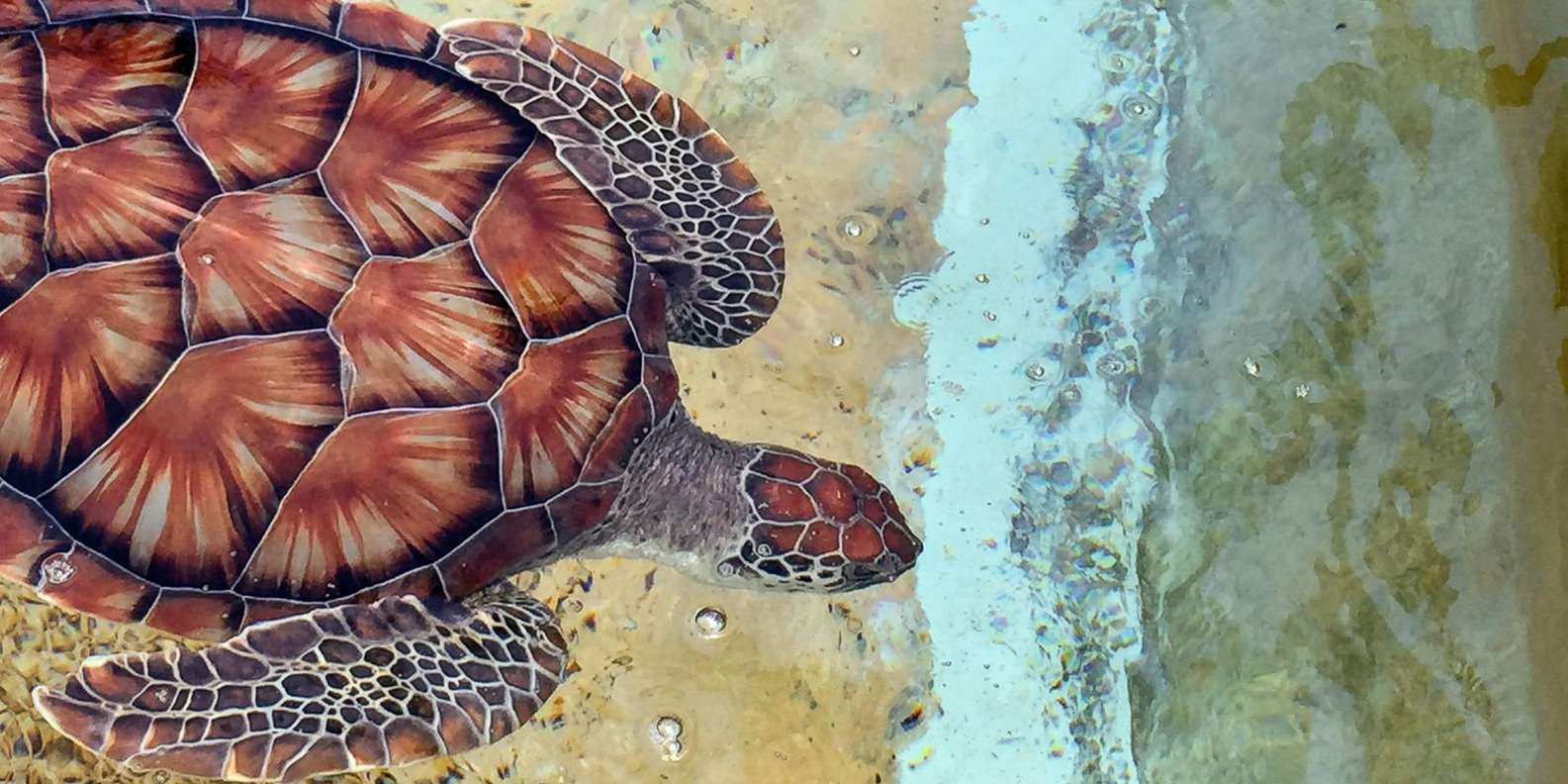 Cayman Turtle Centre Grand Caïman Grand Cayman Réservez Des Tickets