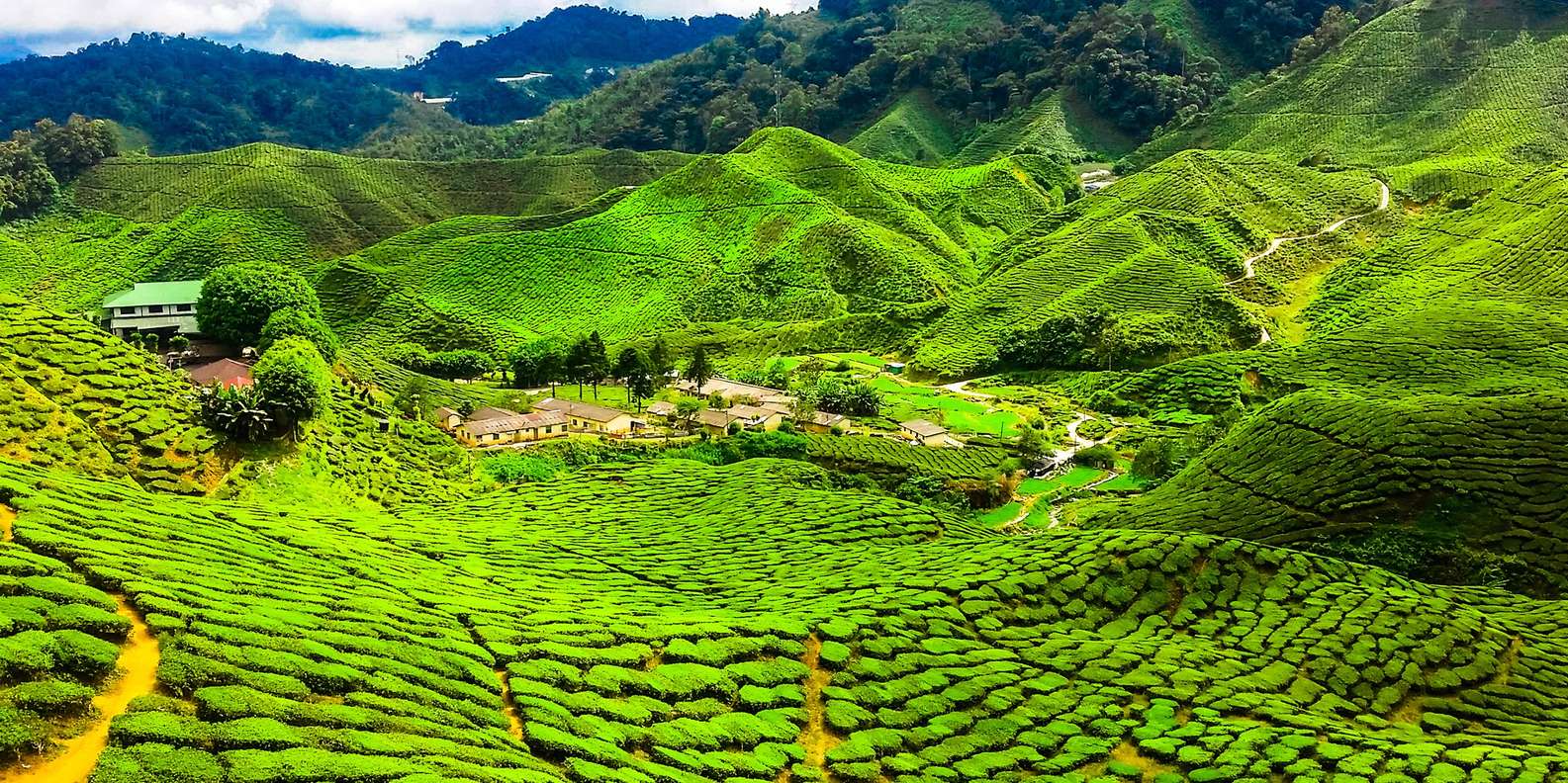 Cameron Highlands Maleisië De Beste Tours En Dingen Om Te Doen In