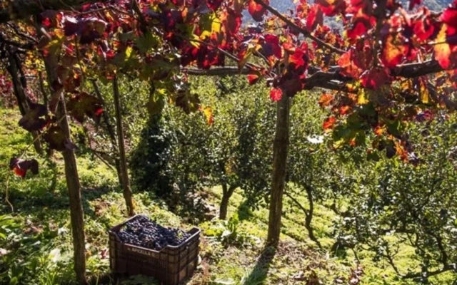 Cantine Apicella