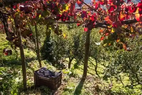 3. Cantine Apicella