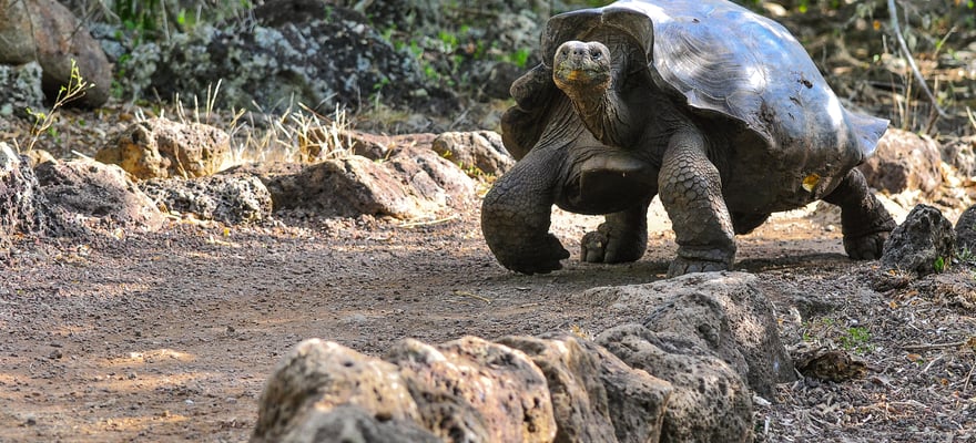 The BEST San Cristobal Island Tours and Things to Do in 2024 FREE