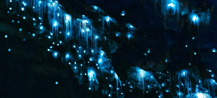 Cavernas Glowworm de Te Anau