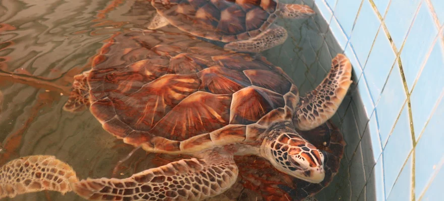 Sea Turtle Conservation Center