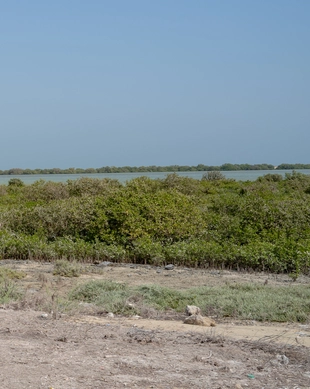 Al Thakira Mangrovenwald