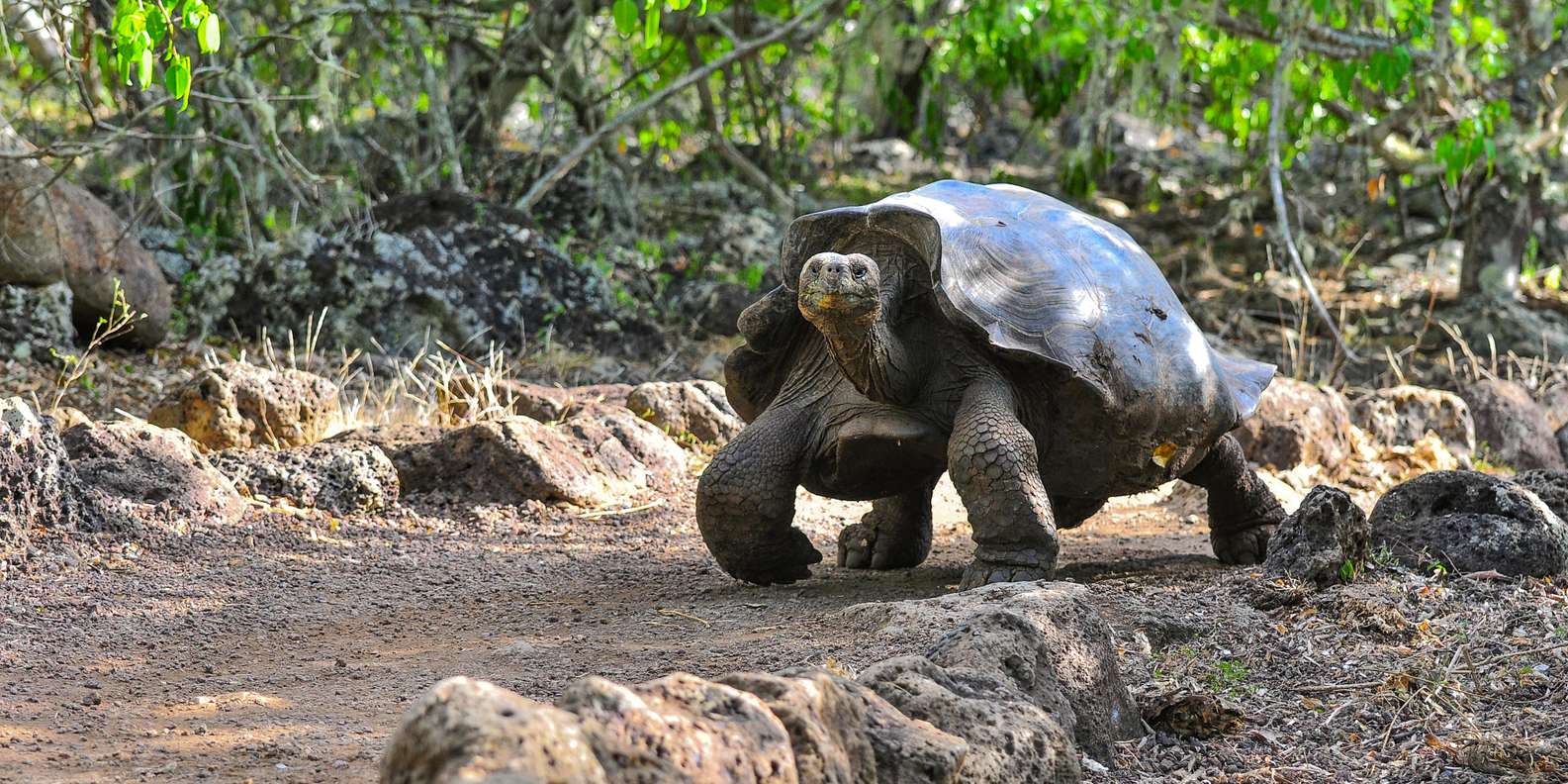 与Rockjumper 一起探索观鸟游轮和野外探险, image size:1585x792