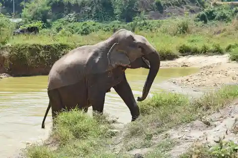 8. Bukit Elefanten Park