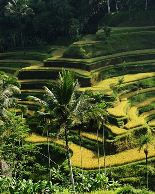 Tegallalang Rice Terrace