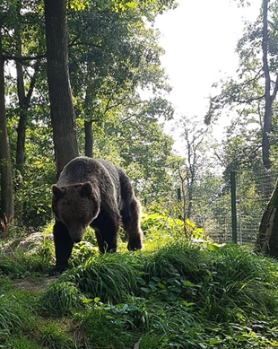 Libearty Bear Sanctuary Zarnesti