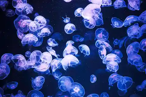 4. Sea Life Scheveningen