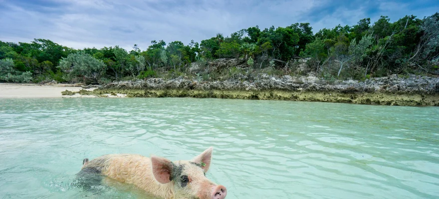 Pig Beach
