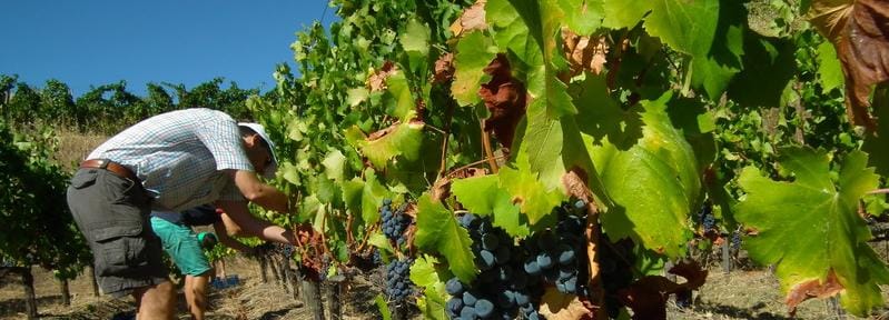 Private Guided Wine Tour to the Priorat by a Local