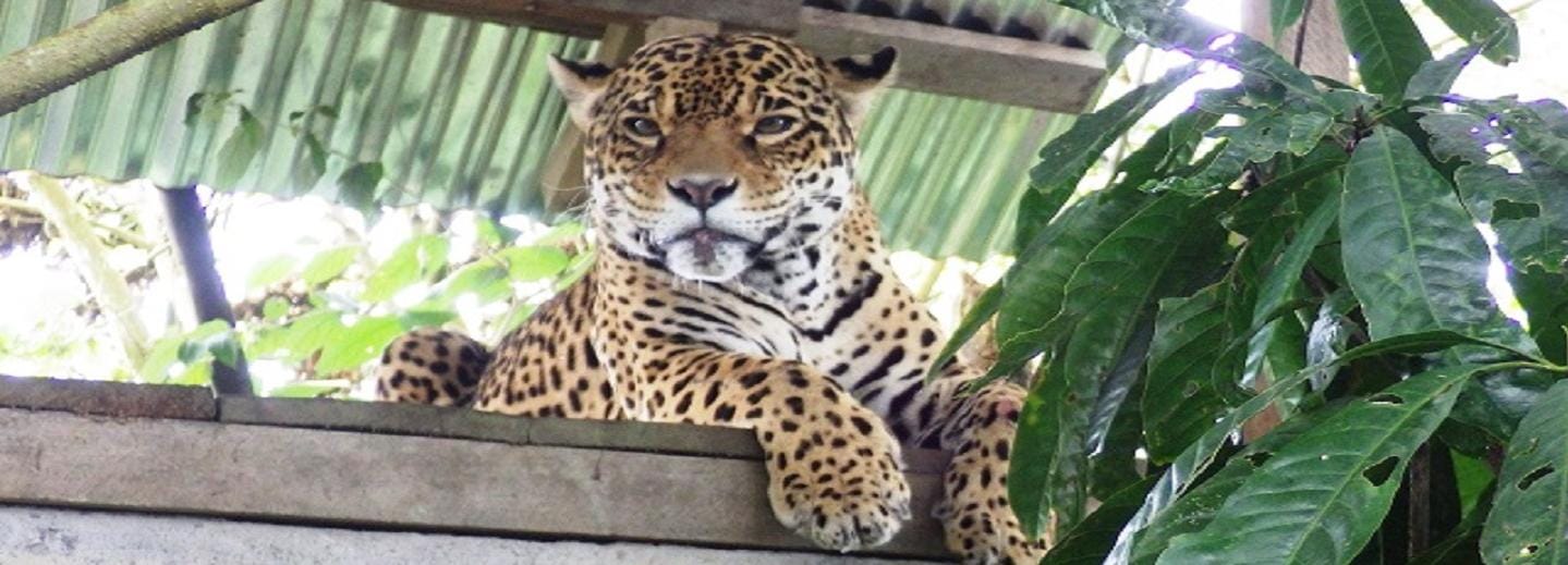 Puyo Jungle Full-Day Amazon Tour from Baños