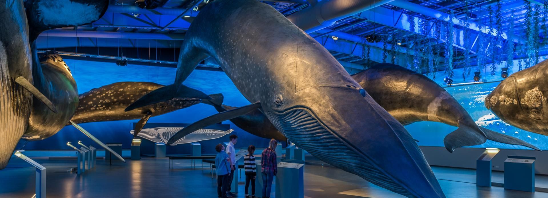 Reykjavik: Las ballenas de Islandia Exposición billete de entrada