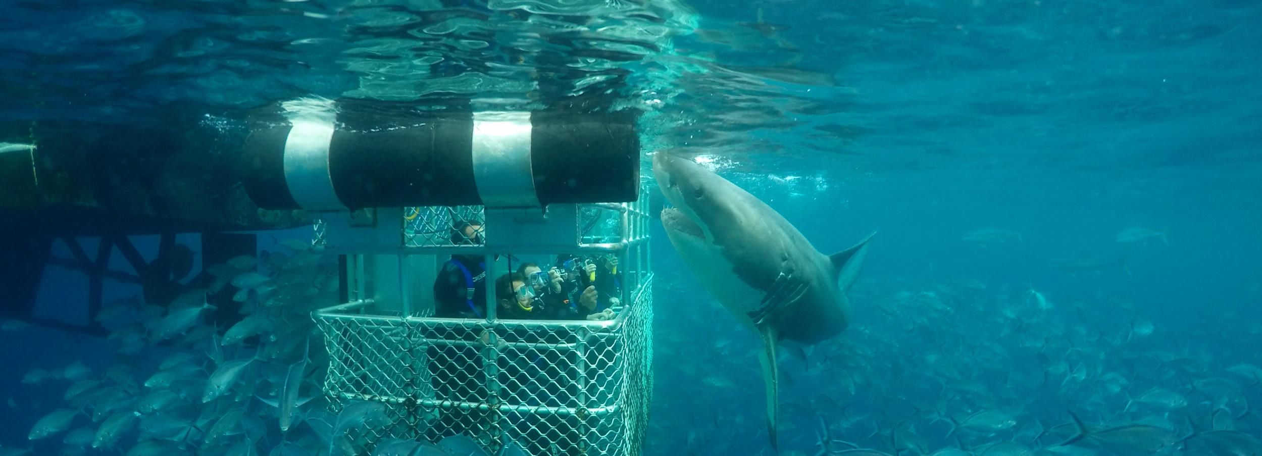 Great White Shark Cage One-Day Diving Experience