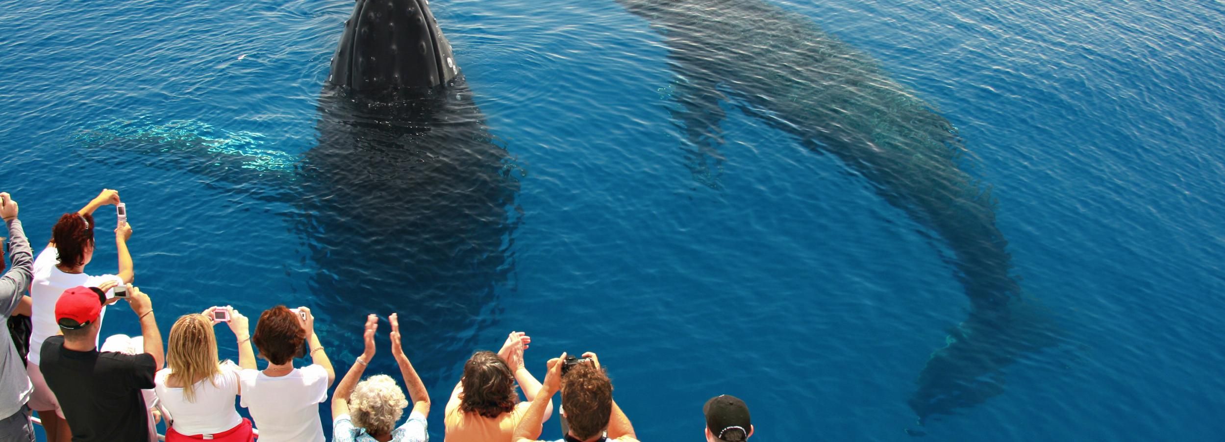 Hervey Bay: 4-stündige Walbeobachtungstour