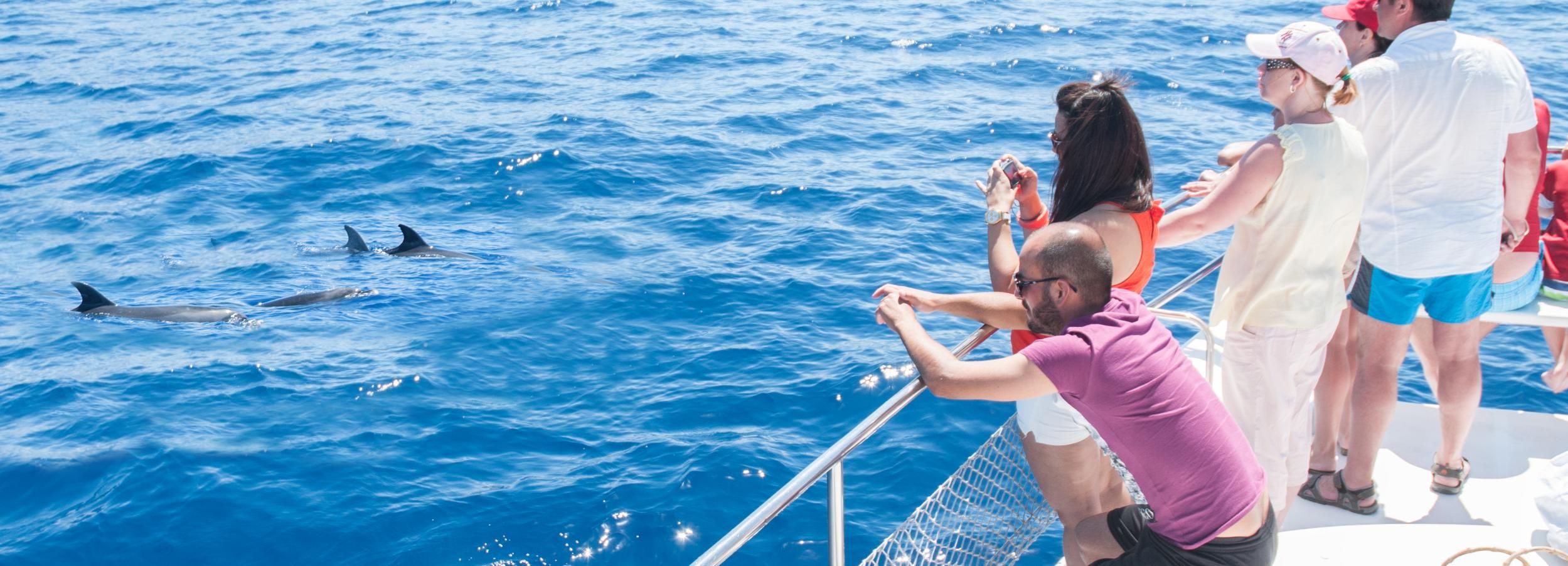 Teneriffa: Whale Watching-Tour