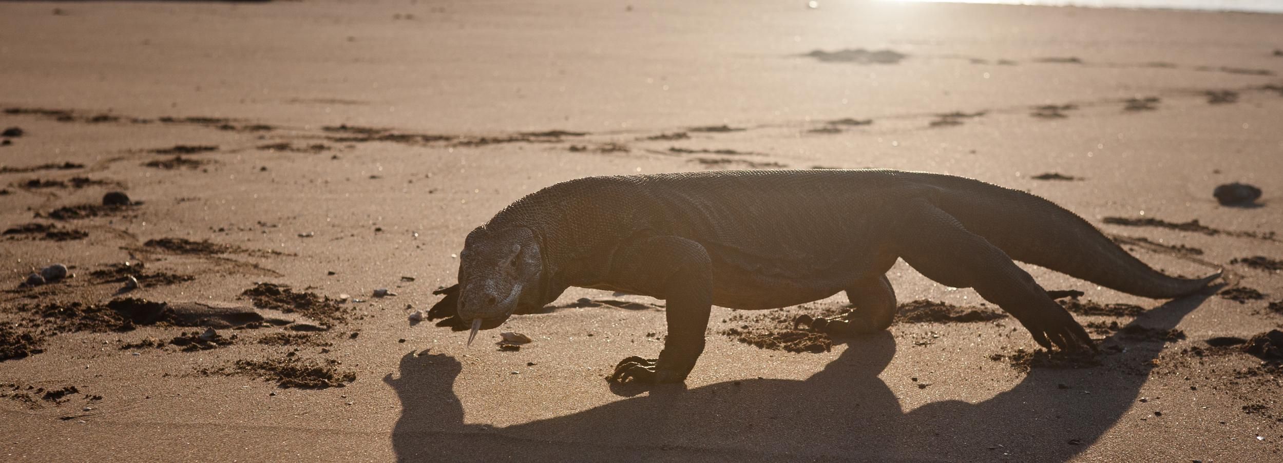 From Labuan Bajo: Day Trip to Komodo and Rinca Island