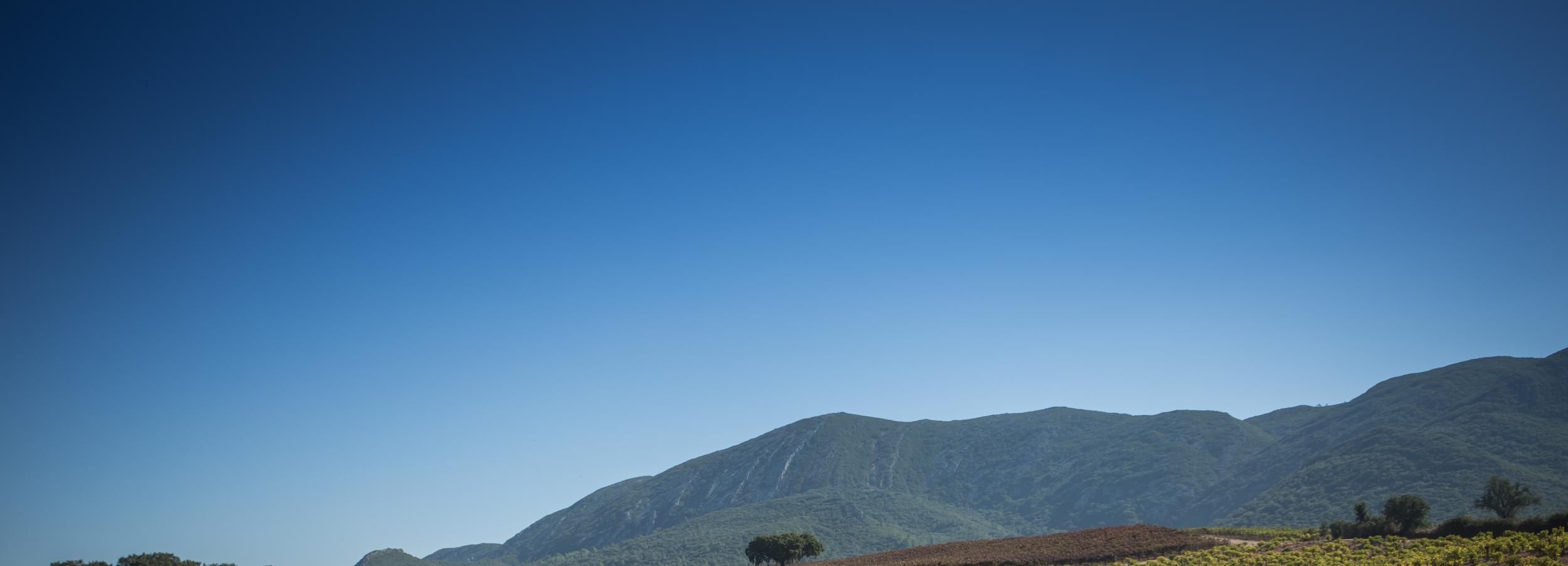 Tour Privado do Vinho da Arrábida