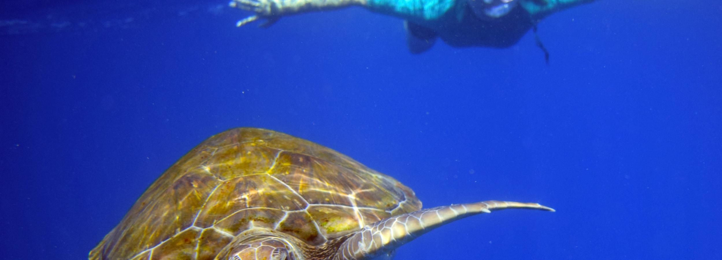 Kayak y esnórquel con tortugas