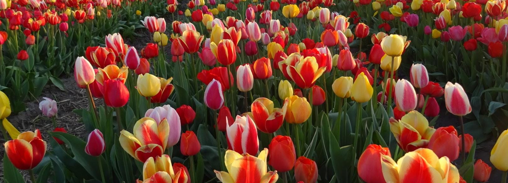 From Amsterdam: 5.5-Hour Half-Day Ultimate Tulip Experience