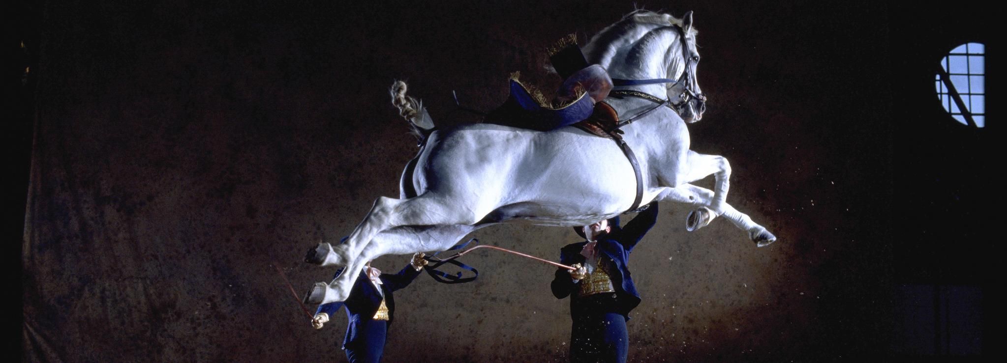 Jerez De La Frontera How The Andalusian Horses Dance Getyourguide