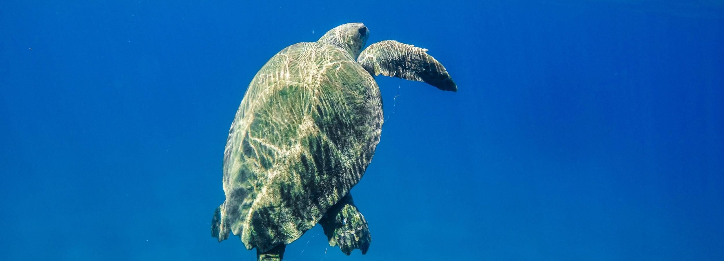 Cuevas de Keri: viaje en barco y avistamiento de tortugas
