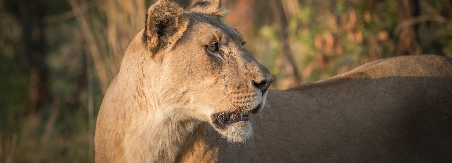 Pilanesberg: Open-Vehicle Safari