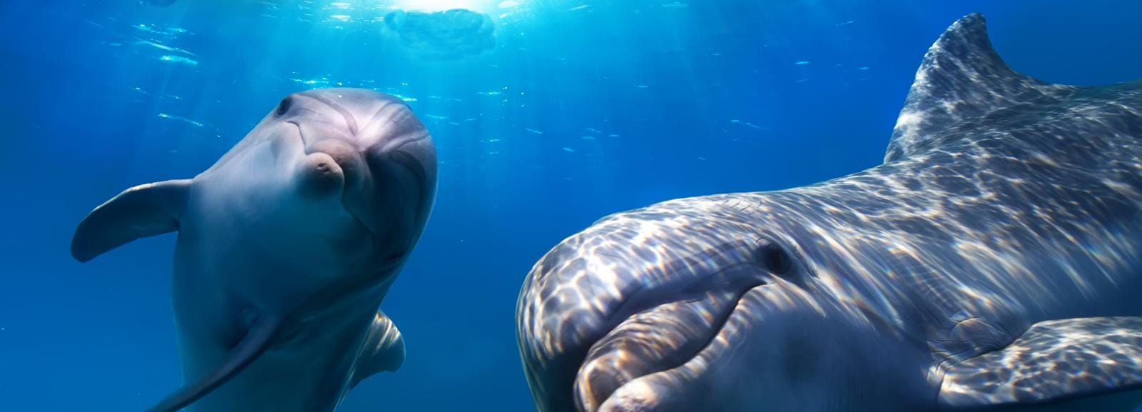 Gran Canaria: Delfin- och valsafari