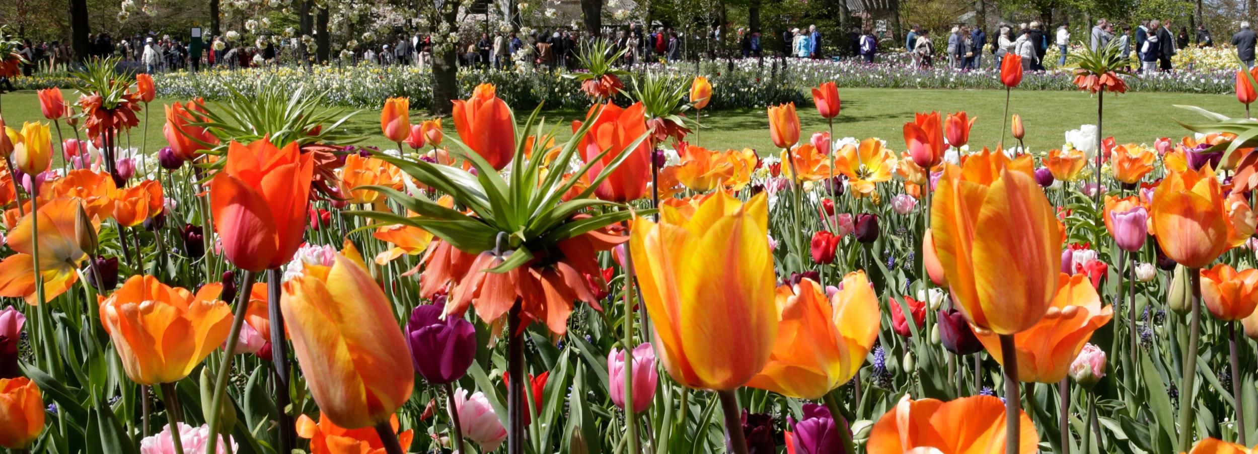 From Amsterdam: Fast-Track Keukenhof Ticket and Transfer