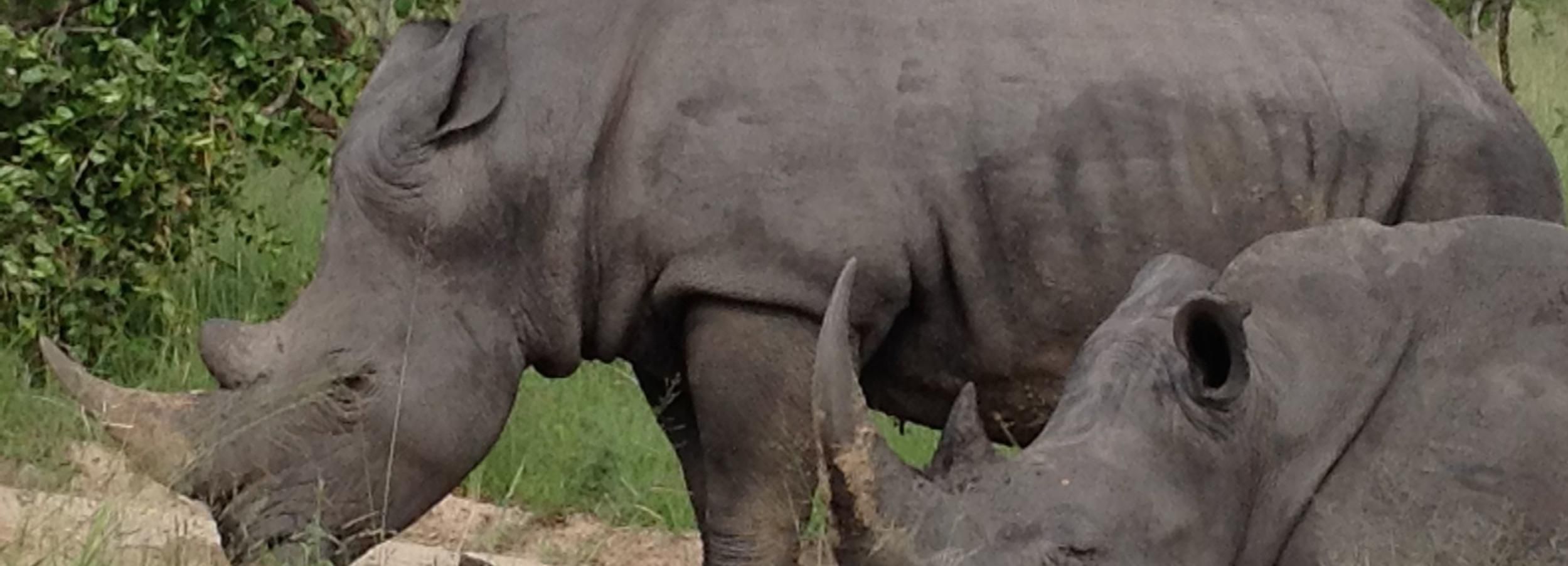 Nelspruit: Safari-Tagestour im Kruger-Nationalpark