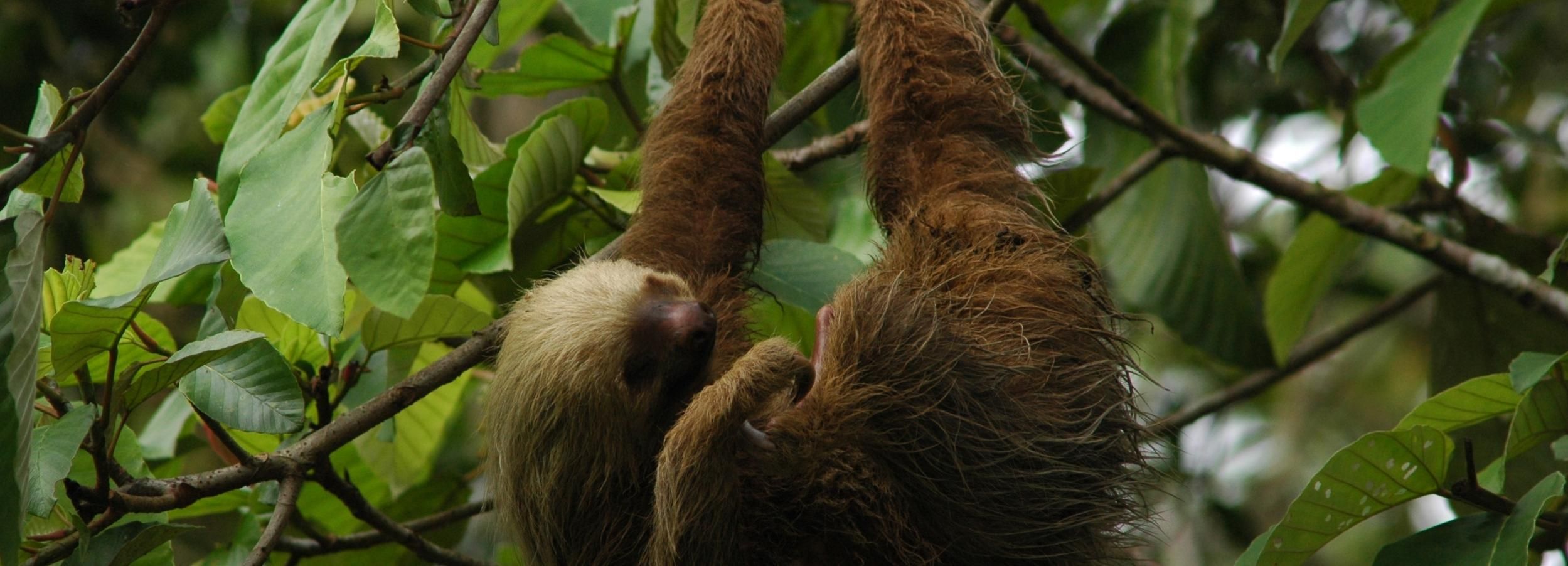 La Fortuna: Guided Twilight Wildlife Safari