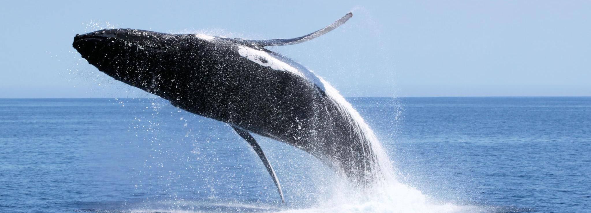 Dunsborough: Whale Watching Tour